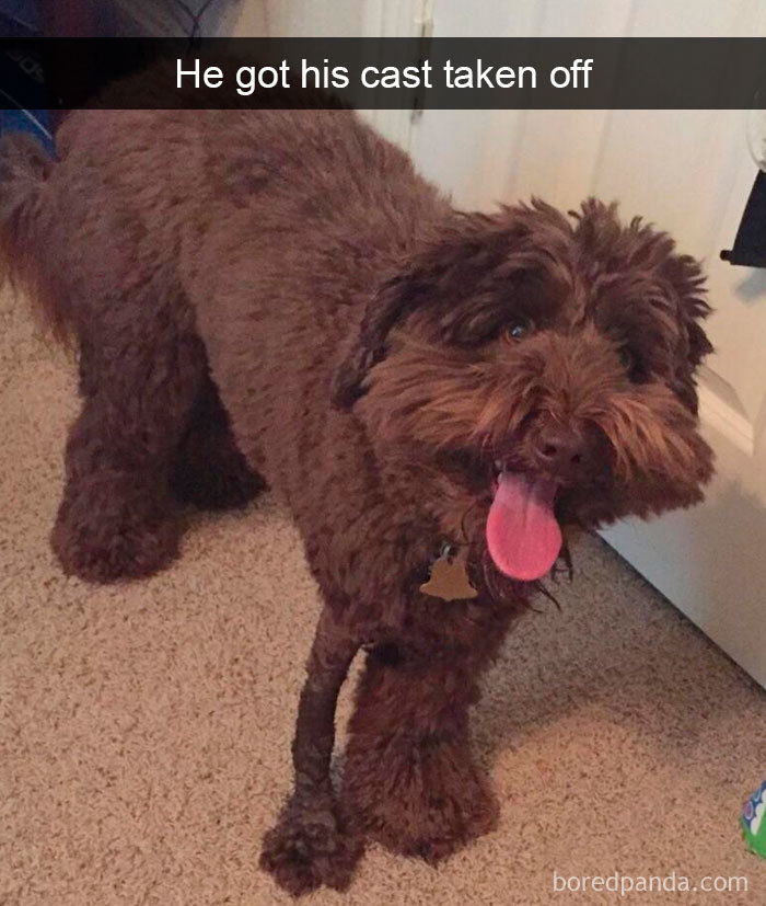 Hilarious-Dogs-Snapchats
