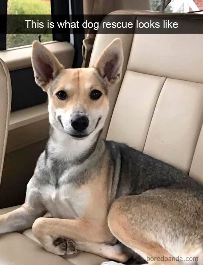 Hilarious-Dogs-Snapchats