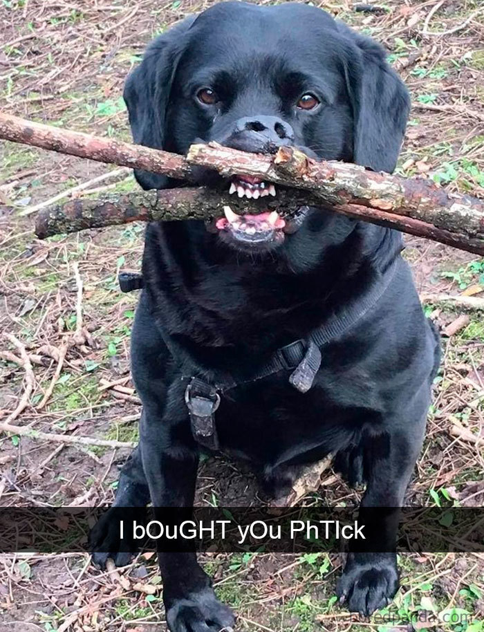 Hilarious-Dogs-Snapchats