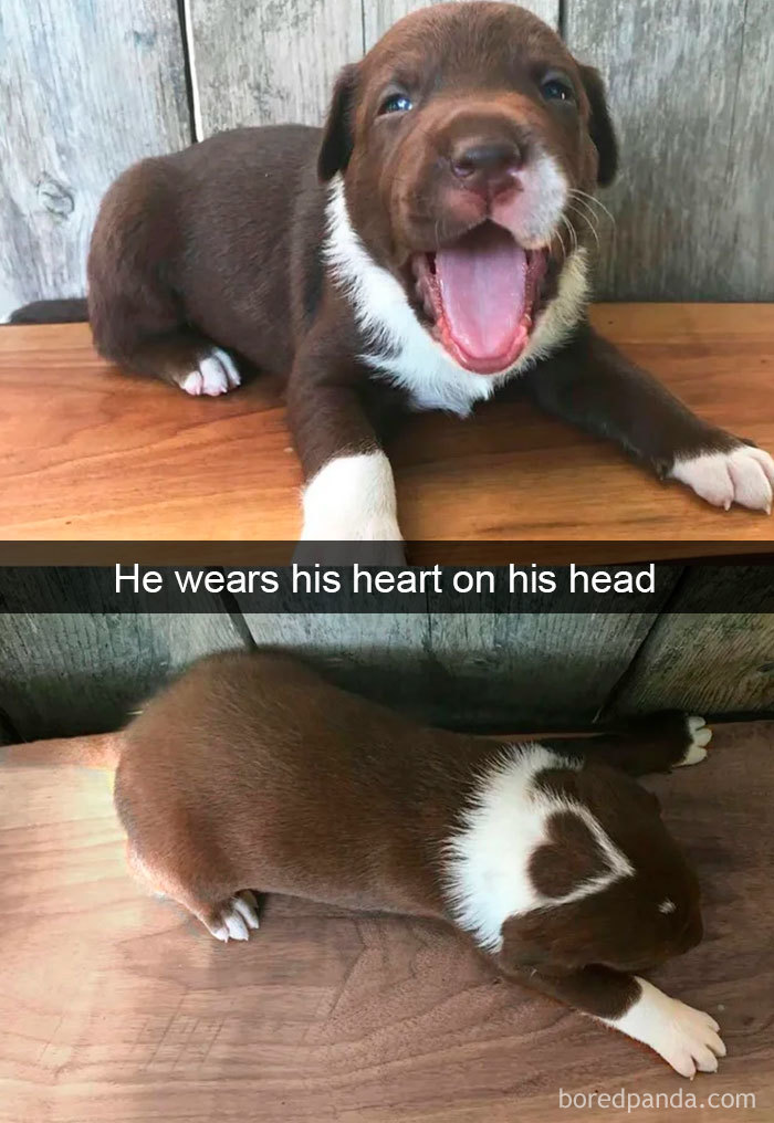Hilarious-Dogs-Snapchats