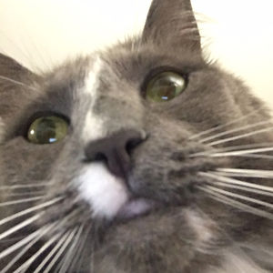 londonproper17 avatar