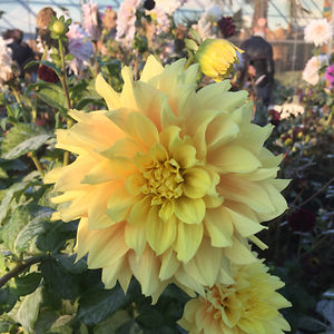 laiabassetsjuez06 avatar