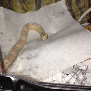 michael-robb14 avatar