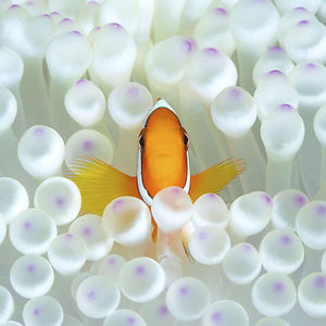 littlewashu15 avatar