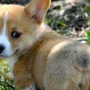 karinajaimes-gomez avatar