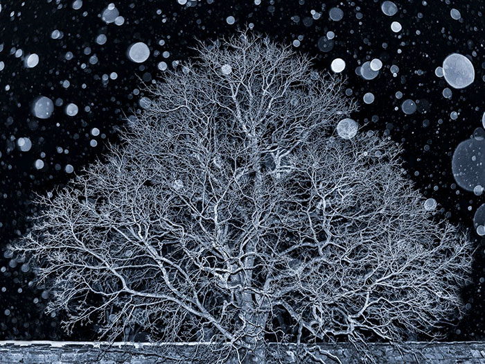 2018 The Exemplary Tree Award, Oslo, Norway, Ann Kristin Lindaas