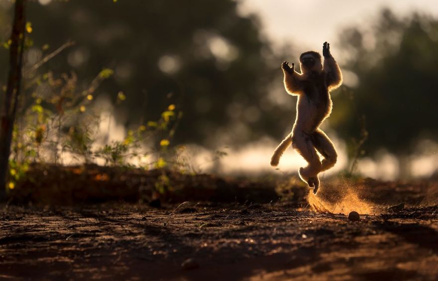 Extremely Endangered Lemur