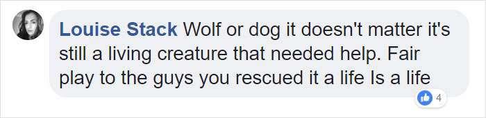 Two Workers In Estonia Rescued “Dog” From Frozen Lake, Brought It To Shelter Without Knowing It Was A Wolf Two Workers In Estonia Rescued “Dog” From Frozen Lake, Brought It To Shelter Without Knowing It Was A Wolf