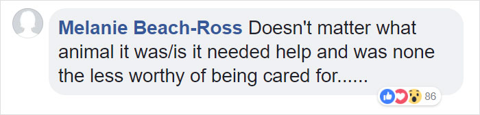 Two Workers In Estonia Rescued “Dog” From Frozen Lake, Brought It To Shelter Without Knowing It Was A Wolf Two Workers In Estonia Rescued “Dog” From Frozen Lake, Brought It To Shelter Without Knowing It Was A Wolf