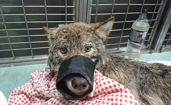 Tres trabajadores en Estonia rescataron a un «perro» de un río helado y lo llevaron a un refugio sin saber que era un lobo