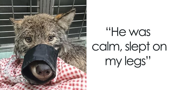 Two Workers In Estonia Rescued “Dog” From Frozen Lake, Brought It To Shelter Without Knowing It Was A Wolf