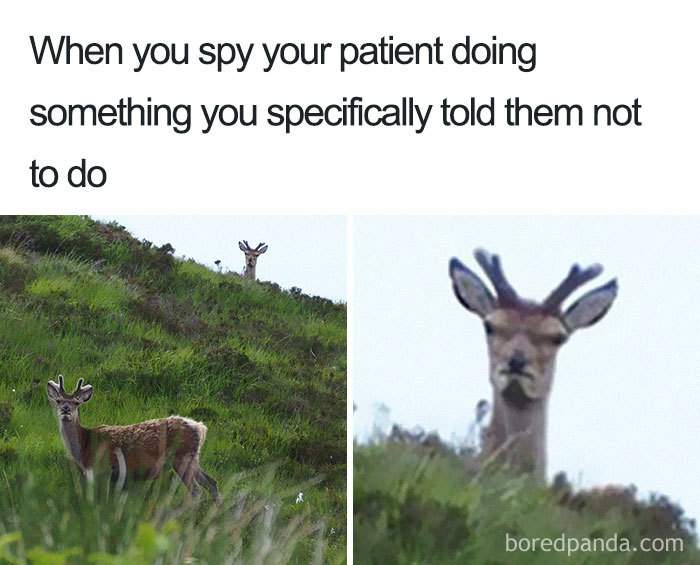 A deer looking suspiciously with text about a nurse catching a patient ignoring instructions.