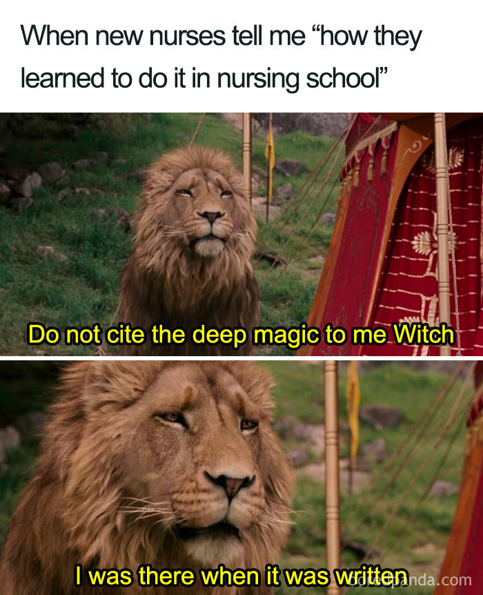 Lion meme humorously depicting a nurse's response to new nursing graduates.