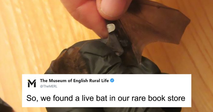 UK Library Museum Posts Hilarious Twitter Thread About A Bat Found In Their Store