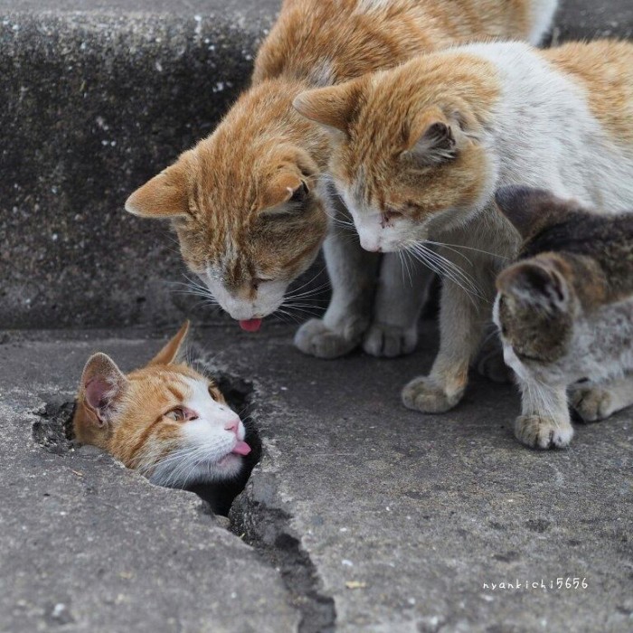 Japanese Photographer Captures Stray Cats Having Fun And Not Giving A Damn In The World Japanese Photographer Captures Stray Cats Having Fun And Not Giving A Damn In The World