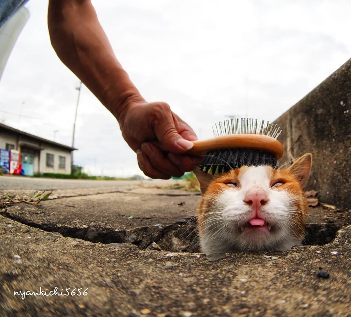 Japanese Photographer Captures Stray Cats Having Fun And Not Giving A Damn In The World Japanese Photographer Captures Stray Cats Having Fun And Not Giving A Damn In The World