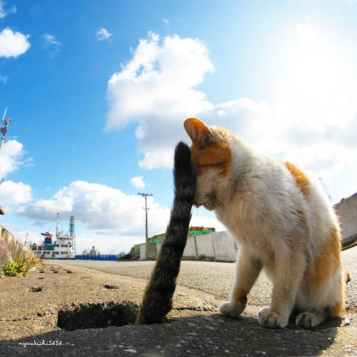 Japanese Photographer Captures Stray Cats Having Fun And Not Giving A Damn In The World Japanese Photographer Captures Stray Cats Having Fun And Not Giving A Damn In The World