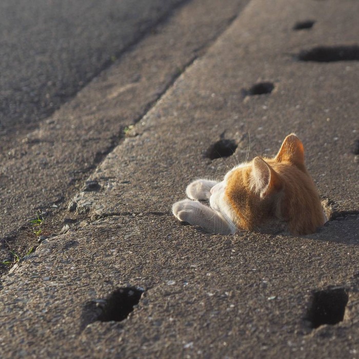Japanese Photographer Captures Stray Cats Having Fun And Not Giving A Damn In The World Japanese Photographer Captures Stray Cats Having Fun And Not Giving A Damn In The World
