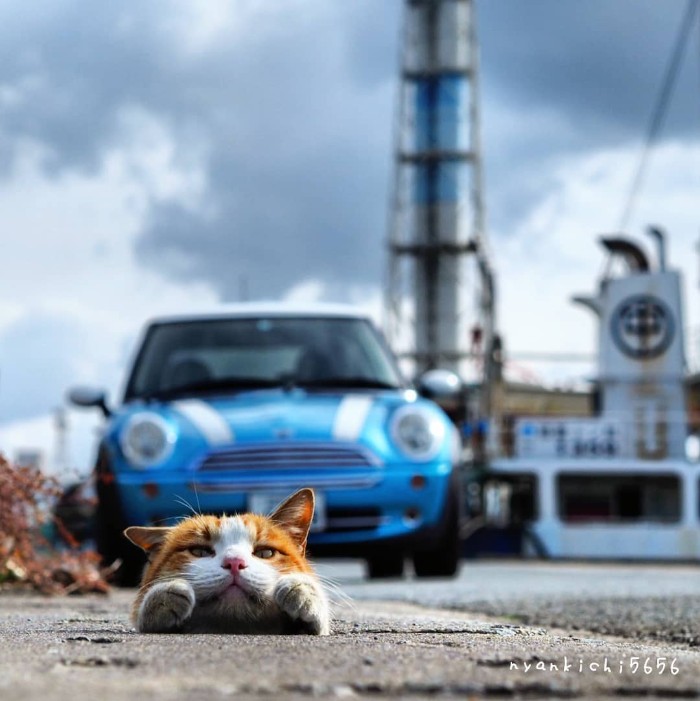 Japanese Photographer Captures Stray Cats Having Fun And Not Giving A Damn In The World Japanese Photographer Captures Stray Cats Having Fun And Not Giving A Damn In The World