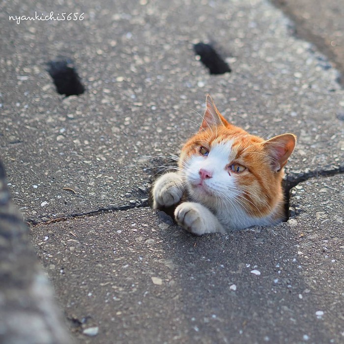 Japanese Photographer Captures Stray Cats Having Fun And Not Giving A Damn In The World Japanese Photographer Captures Stray Cats Having Fun And Not Giving A Damn In The World