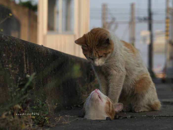 Japanese Photographer Captures Stray Cats Having Fun And Not Giving A Damn In The World Japanese Photographer Captures Stray Cats Having Fun And Not Giving A Damn In The World