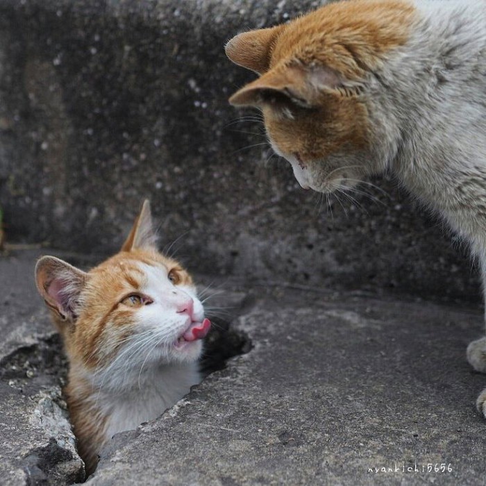 Japanese Photographer Captures Stray Cats Having Fun And Not Giving A Damn In The World Japanese Photographer Captures Stray Cats Having Fun And Not Giving A Damn In The World