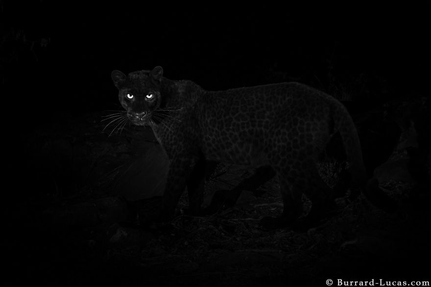 Photographer Sets Up Camera Traps To Photograph The Black Leopard In Africa For The First Time In 100 Years Photographer Sets Up Camera Traps To Photograph The Black Leopard In Africa For The First Time In 100 Years