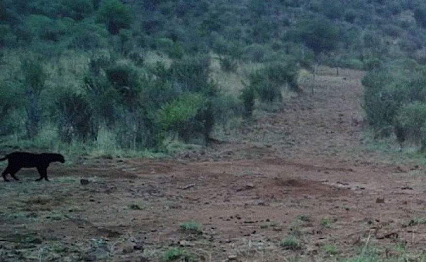 Photographer Sets Up Camera Traps To Photograph The Black Leopard In Africa For The First Time In 100 Years Photographer Sets Up Camera Traps To Photograph The Black Leopard In Africa For The First Time In 100 Years