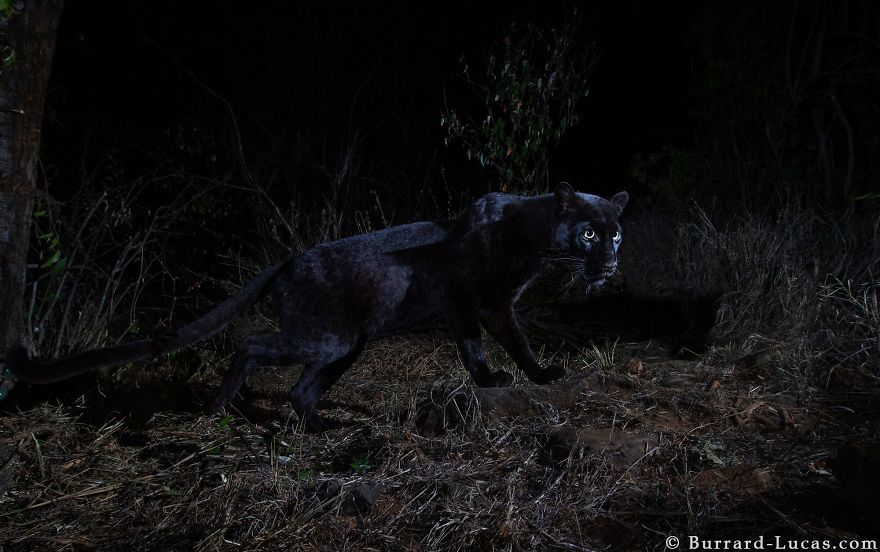 Photographer Sets Up Camera Traps To Photograph The Black Leopard In Africa For The First Time In 100 Years Photographer Sets Up Camera Traps To Photograph The Black Leopard In Africa For The First Time In 100 Years