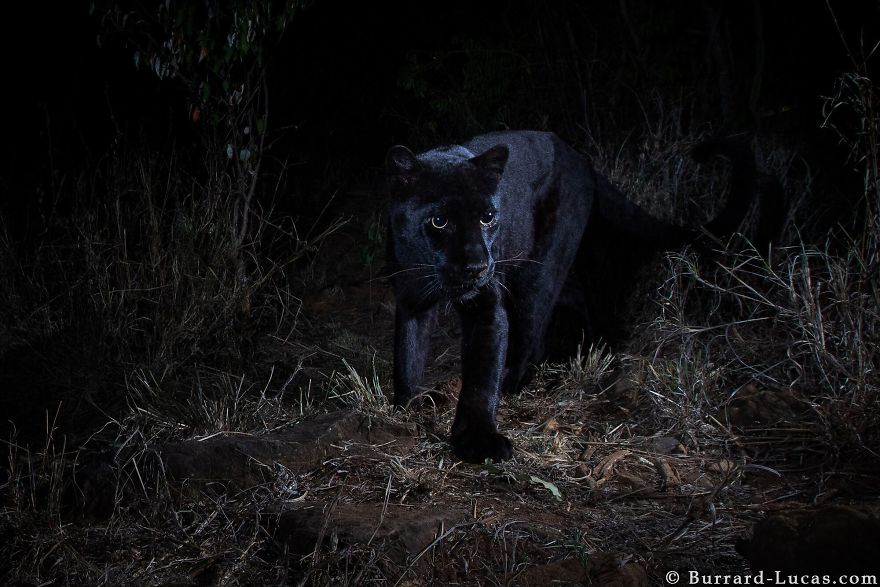 Photographer Sets Up Camera Traps To Photograph The Black Leopard In Africa For The First Time In 100 Years Photographer Sets Up Camera Traps To Photograph The Black Leopard In Africa For The First Time In 100 Years