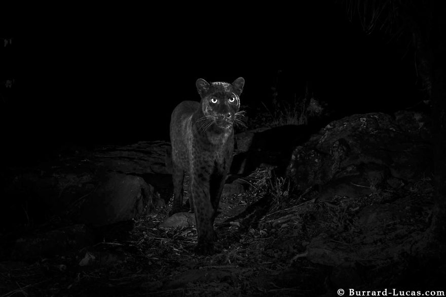 Photographer Sets Up Camera Traps To Photograph The Black Leopard In Africa For The First Time In 100 Years Photographer Sets Up Camera Traps To Photograph The Black Leopard In Africa For The First Time In 100 Years