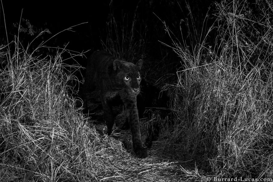 Photographer Sets Up Camera Traps To Photograph The Black Leopard In Africa For The First Time In 100 Years Photographer Sets Up Camera Traps To Photograph The Black Leopard In Africa For The First Time In 100 Years