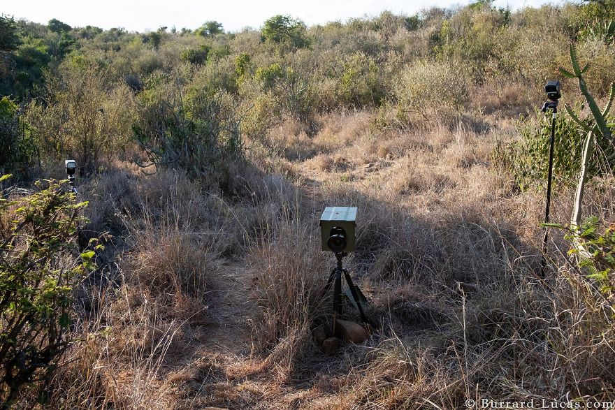 Photographer Sets Up Camera Traps To Photograph The Black Leopard In Africa For The First Time In 100 Years Photographer Sets Up Camera Traps To Photograph The Black Leopard In Africa For The First Time In 100 Years