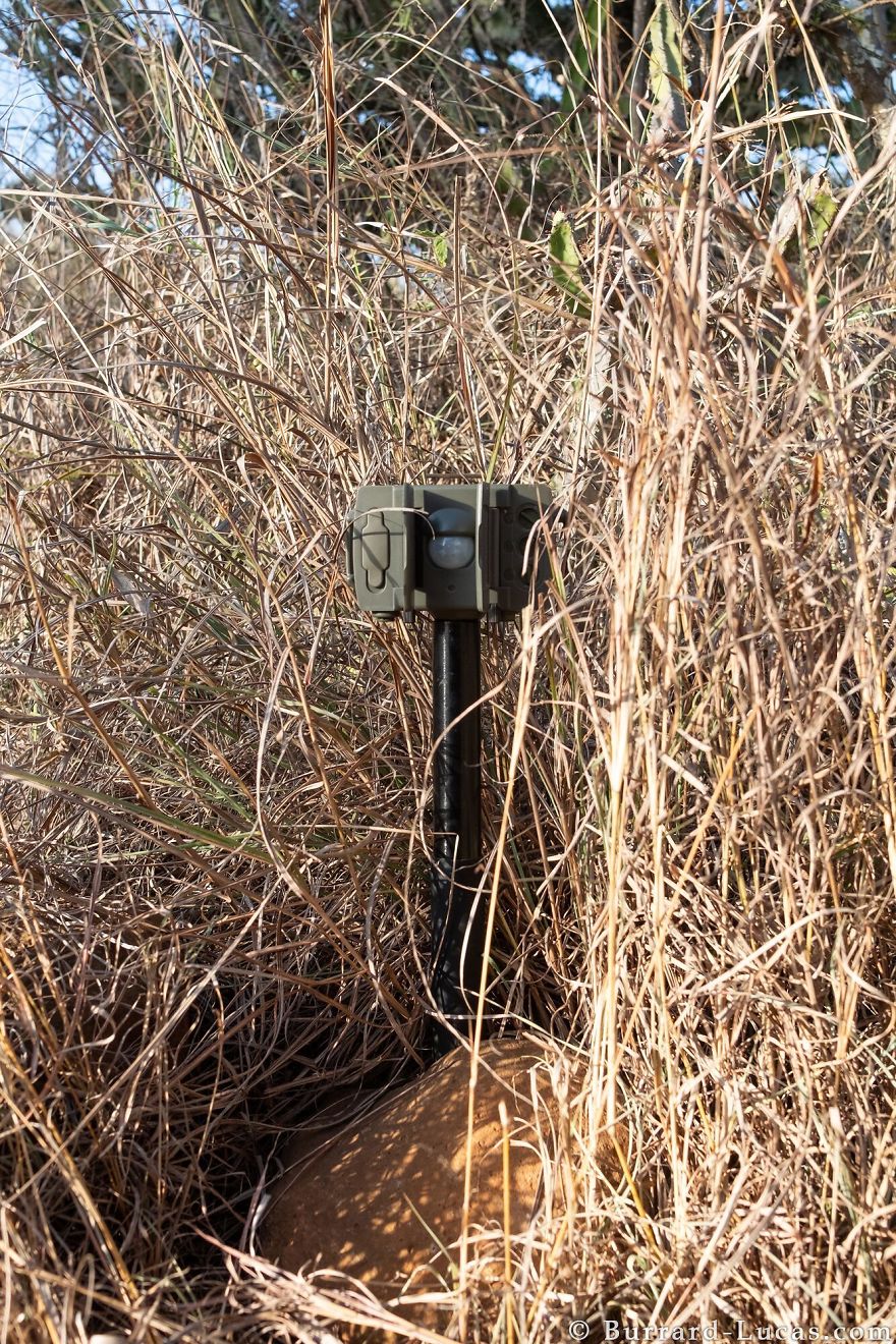 Photographer Sets Up Camera Traps To Photograph The Black Leopard In Africa For The First Time In 100 Years Photographer Sets Up Camera Traps To Photograph The Black Leopard In Africa For The First Time In 100 Years