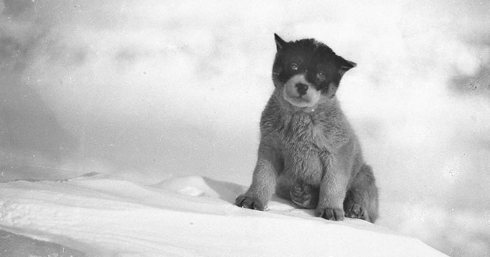 Rare Photos Of First Australasian Antarctic Expedition Taken 100 Years Ago Will Make You Shiver