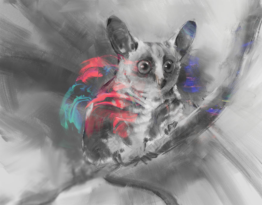Rondo Dwarf Galago