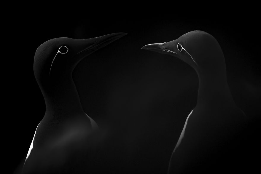 Natural World & Wildlife: 'Face To Face' By Manuel Enrique González Carmona, Spain