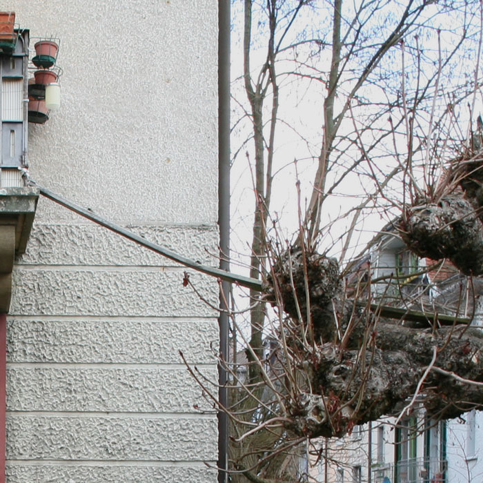 Photographer Documents The Phenomenon Of Cat Ladders In Switzerland (22 Pics)