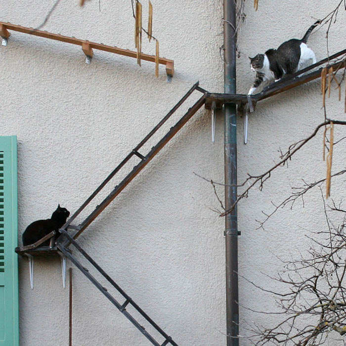 Photographer Documents The Phenomenon Of Cat Ladders In Switzerland (22 Pics)