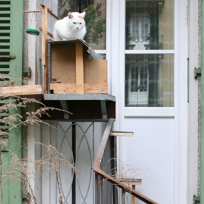 Photographer Documents The Phenomenon Of Cat Ladders In Switzerland (22 Pics)