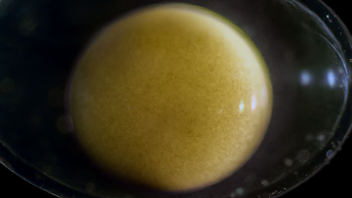 People Are Captivated By This Timelapse Of A Single Cell Becoming An Organism People Are Captivated By This Timelapse Of A Single Cell Becoming An Organism