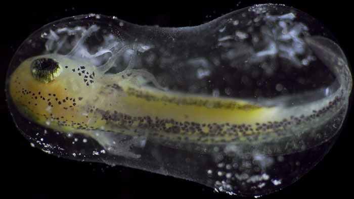 People Are Captivated By This Timelapse Of A Single Cell Becoming An Organism People Are Captivated By This Timelapse Of A Single Cell Becoming An Organism