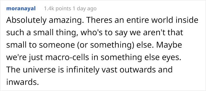 People Are Captivated By This Timelapse Of A Single Cell Becoming An Organism