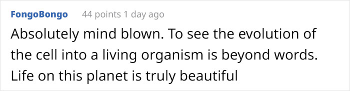 People Are Captivated By This Timelapse Of A Single Cell Becoming An Organism