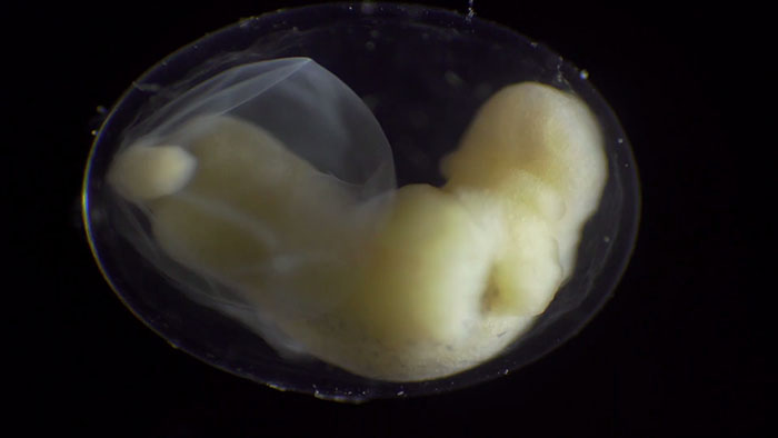 People Are Captivated By This Timelapse Of A Single Cell Becoming An Organism People Are Captivated By This Timelapse Of A Single Cell Becoming An Organism