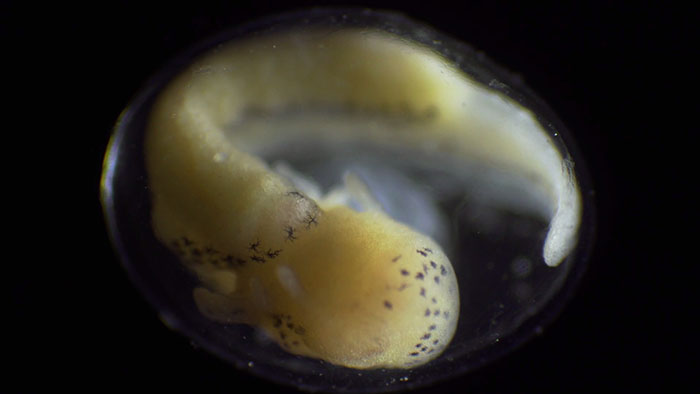 People Are Captivated By This Timelapse Of A Single Cell Becoming An Organism