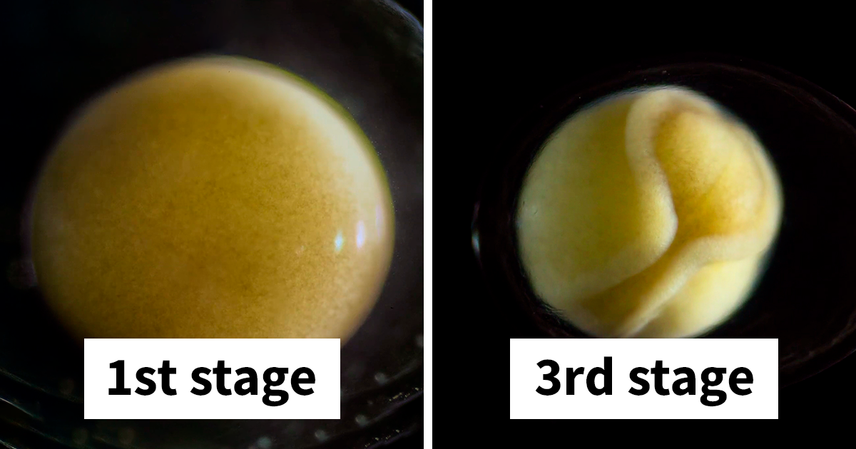 People Are Captivated By This Timelapse Of A Single Cell Becoming An Organism