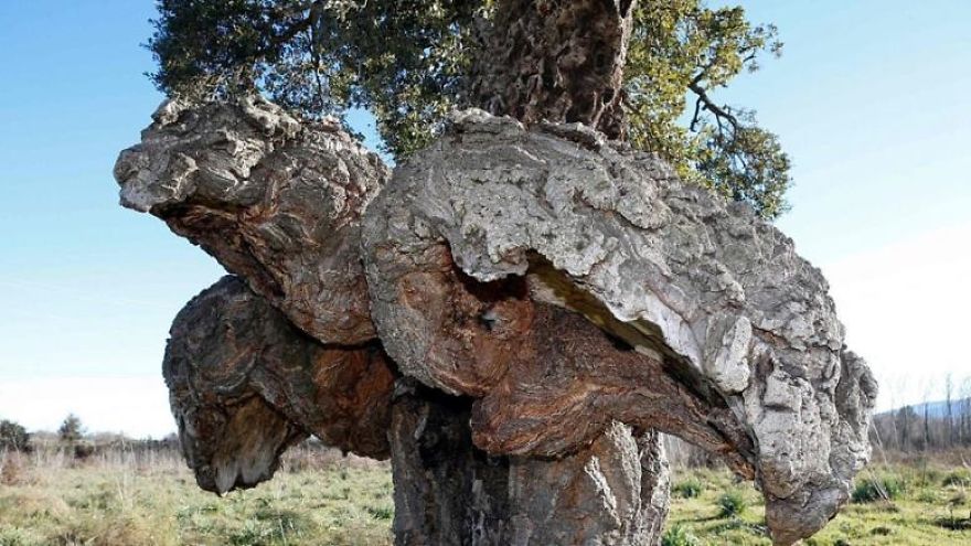 Unusual Looking Cork Oak Elected As France&rsquo;s &lsquo;Tree Of The Year 2018&rsquo;