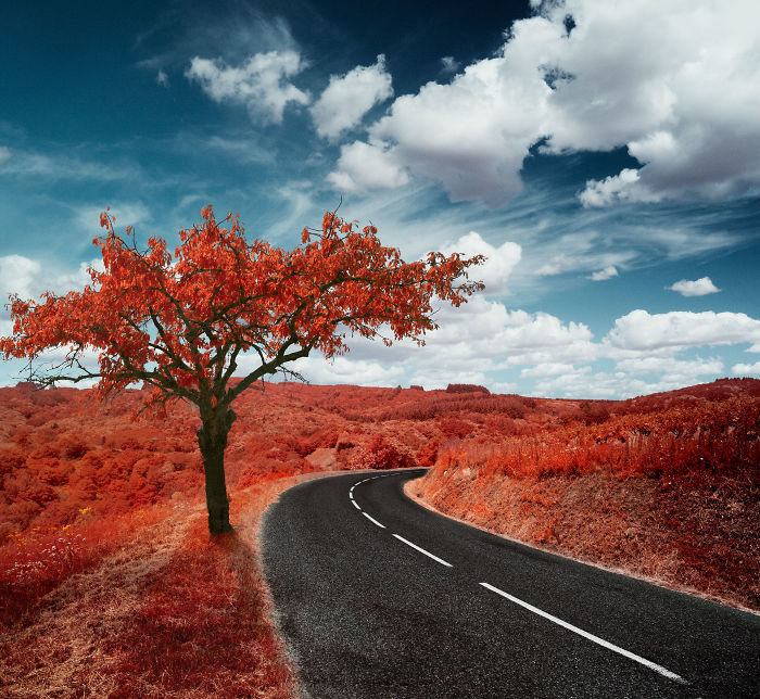 I Made A Lens Filter To Recreate The Kodak Aerochrome Filmic Look With A Modified Digital Camera.