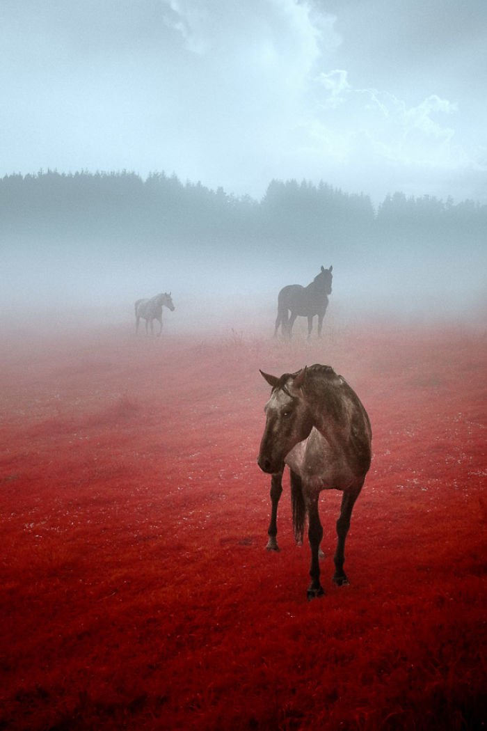 I Made A Lens Filter To Recreate The Kodak Aerochrome Filmic Look With A Modified Digital Camera.